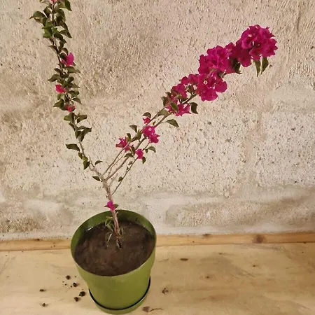 King Solomon Palace *