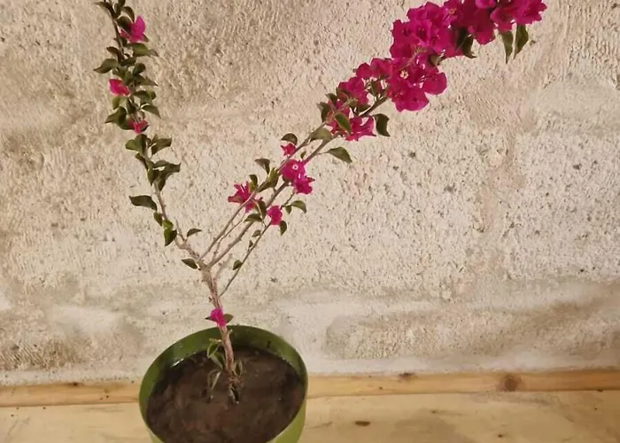 King Solomon Palace *